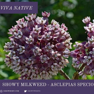 Milkweed Seeds – Showy - Asclepias speciosa - Native Host Plant for Monarch Butterflies
