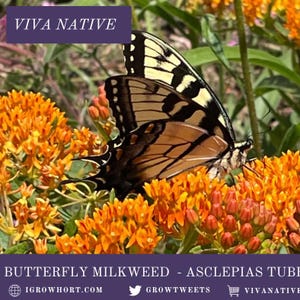 Orange Milkweed Seeds - Asclepias tuberosa – A Drought-Tolerant Monarch Butterfly Magnet for Your Garden