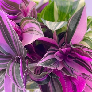 Tradescantia Rainbow Collection – Inch Plant Cuttings or Potted Houseplants Trailing Low Light