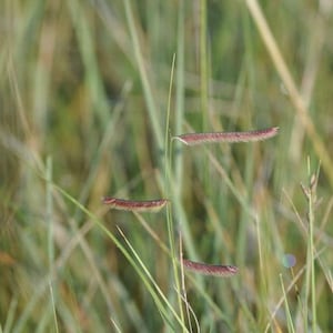 Grama Native Grass Seed – Low Maintenance - No-Mow Lawn Turf Seeds