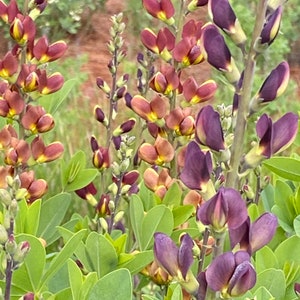 Baptisia False Indigo Mixed Colors Native Spring Flowering Perennial Seed