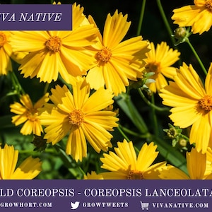 Golden Coreopsis Seeds - Lanceleaf Native Wild Garden Pollinator Flower Seeds