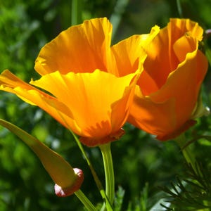 California Poppy Orange Flower Seed  - Vibrant Native Long Season Blooms
