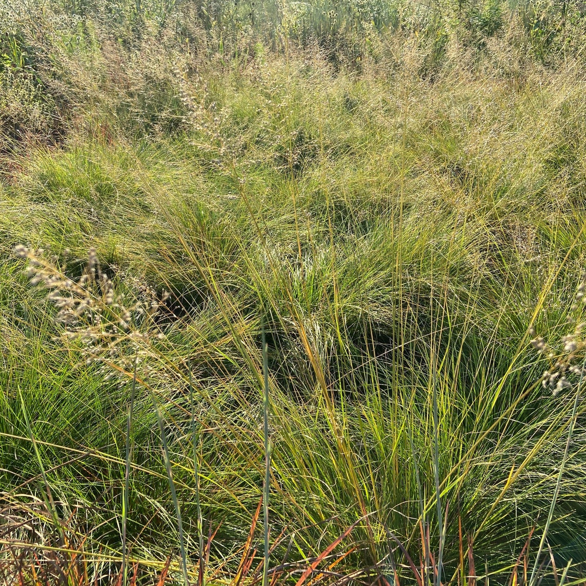 Prairie Dropseed Grass Seed Short Meadow Ground Cover Garden - Etsy