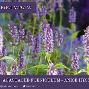 Agastache Native Seeds – Power Pollinator Perennial - Anise Lavender Hyssop Flower Tracked Ship