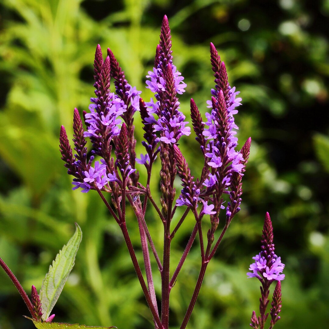 Verbena Hastata - Native Purple Verbain Long Flowering Garden