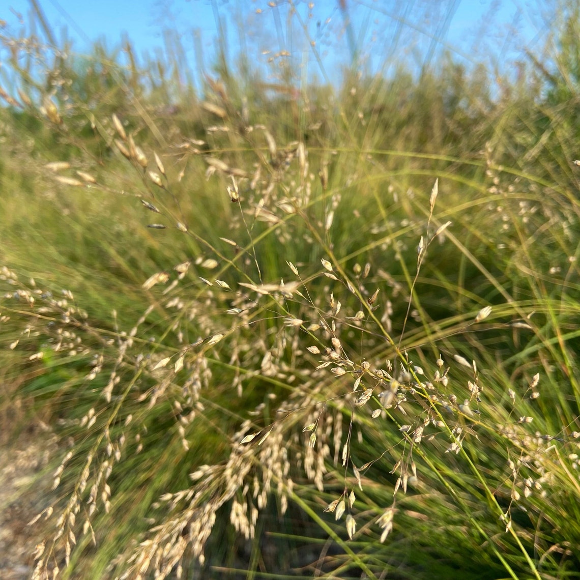 Prairie Dropseed Grass Seed Short Meadow Ground Cover Garden Etsy