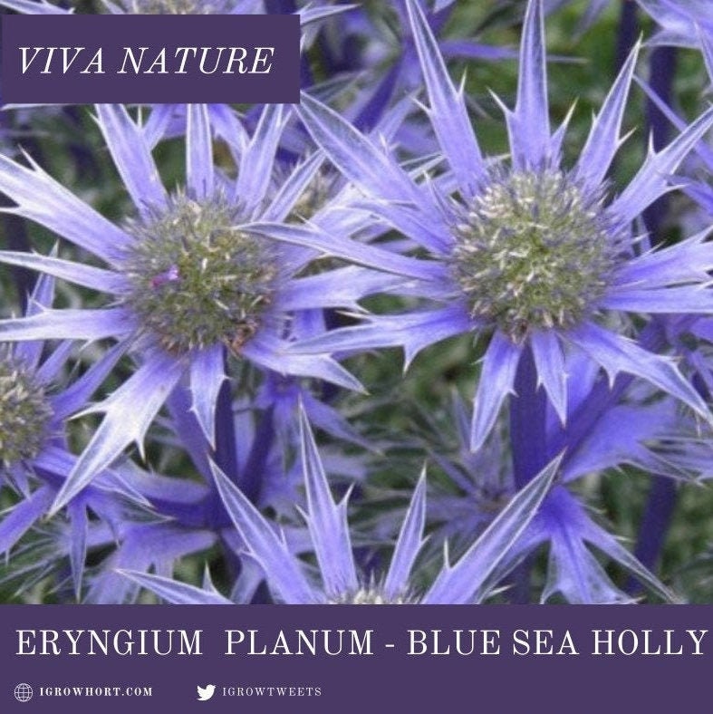 Blue Sea Holly Seeds - Eryngium Blue Thistle, Flowering Garden Pollin…