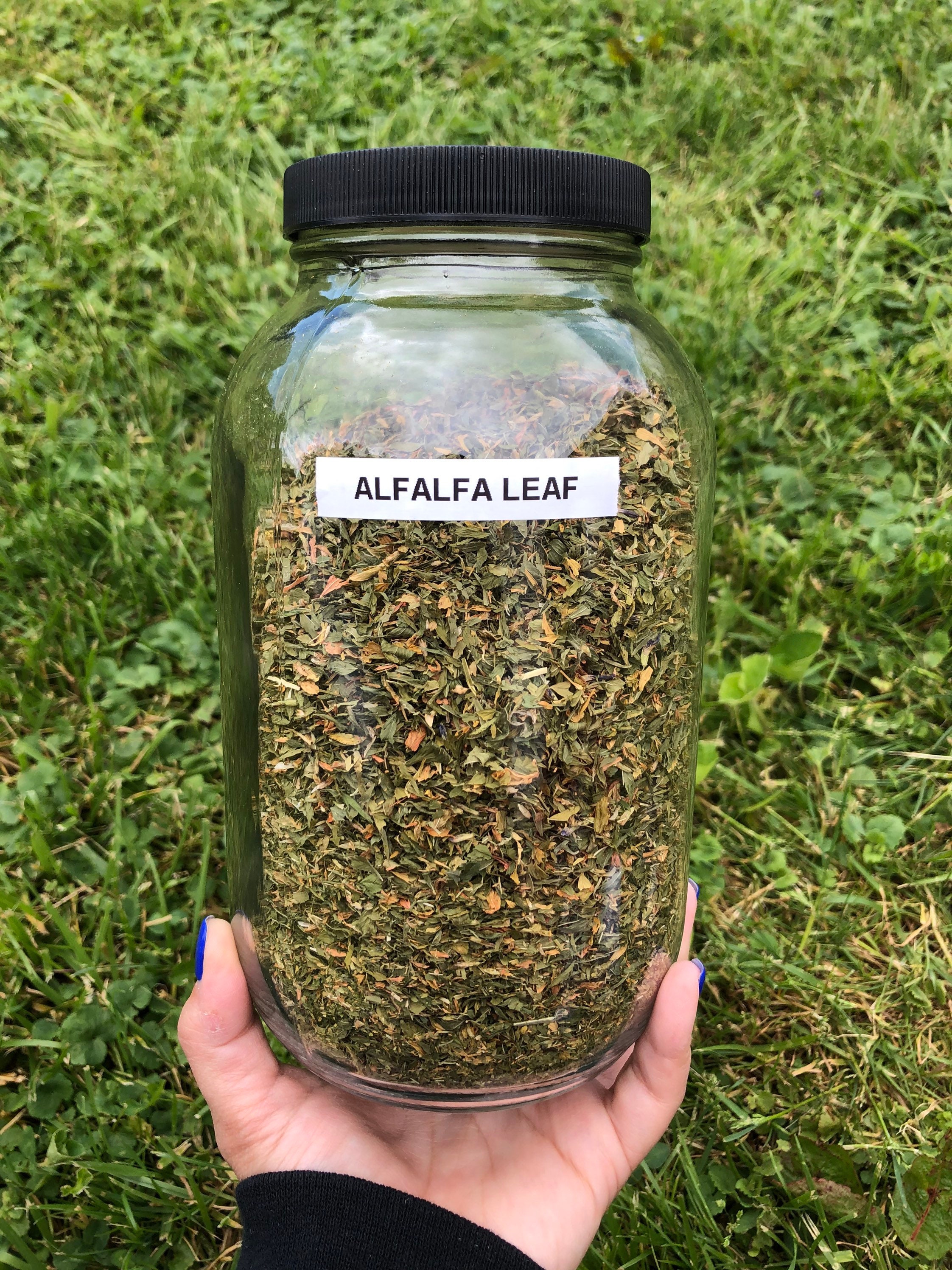 Organic Alfalfa Leaf Etsy