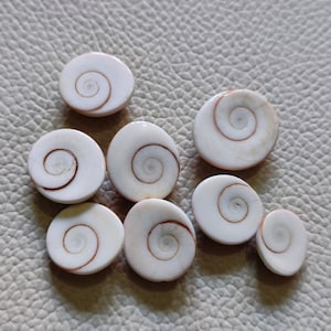 Puede incluir: Una colección de ocho conchas blancas con patrones en espiral marrones. Las conchas son lisas y pulidas, y están dispuestas en un grupo sobre una superficie blanca texturizada.
