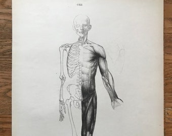 Anatomy For Artists Etsy
