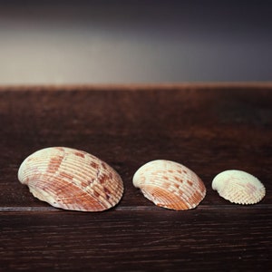 Trio of Nesting Shells in Organza Bag - Vintage Shells From Collector&#39;s Beach Finds