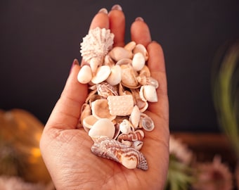 Mini colecciones de conchas marinas: decoración náutica para el hogar en la playa - Colección vintage de conchas diminutas de Collector's Beach Finds