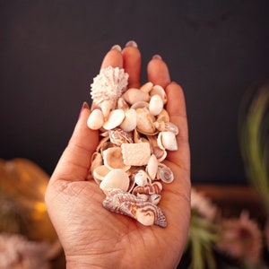 Könnte beinhalten: Eine Hand hält eine Vielzahl kleiner Muscheln in Weiß-, Braun- und Beigetönen. Die Muscheln sind in einem Haufen angeordnet, wobei sich einige überlappen.