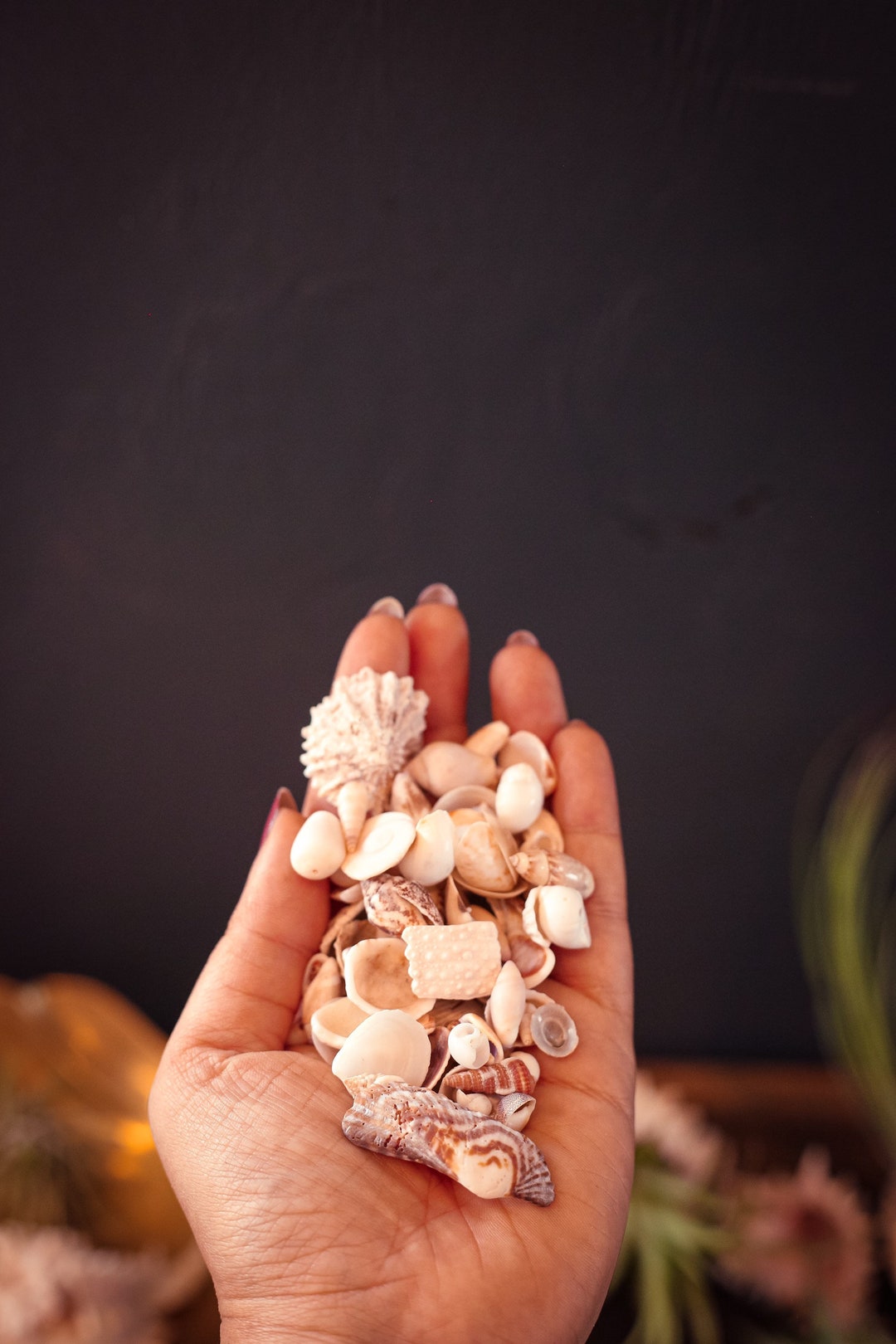 Mini Seashell Collections Nautical Decor for Beach Home - Vintage Tiny ...