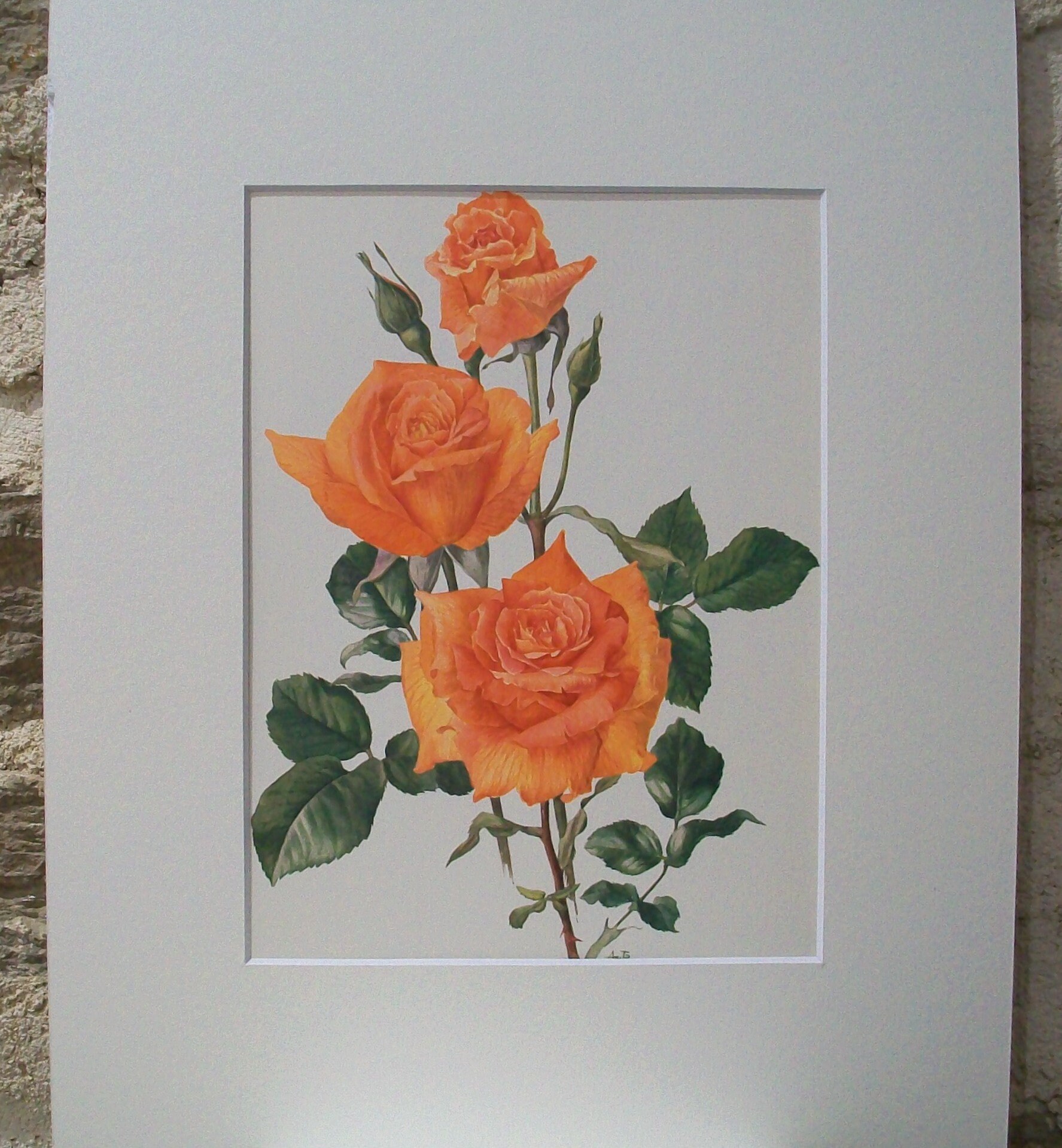 Pair of Vintage Botanical Rose prints Rose Prints Vintage | Etsy