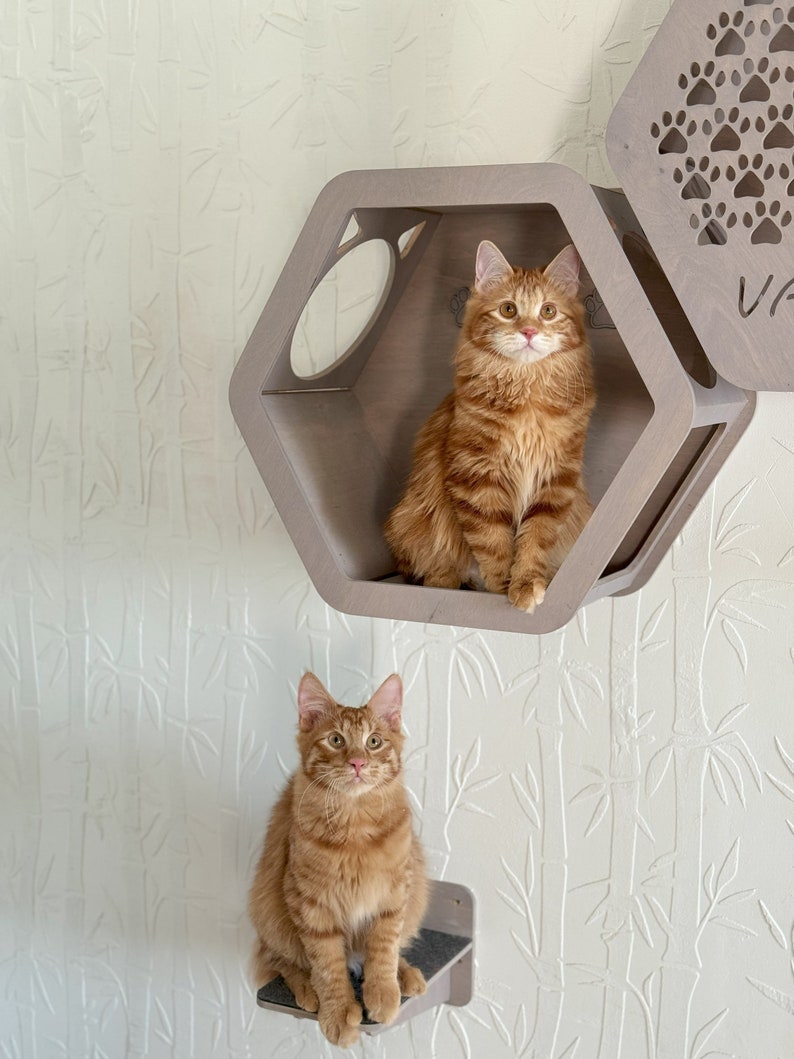 Honeycomb cat wall shelves for large cat, wooden indoor cat climbing furniture, housewarming gift for cat lover image 4