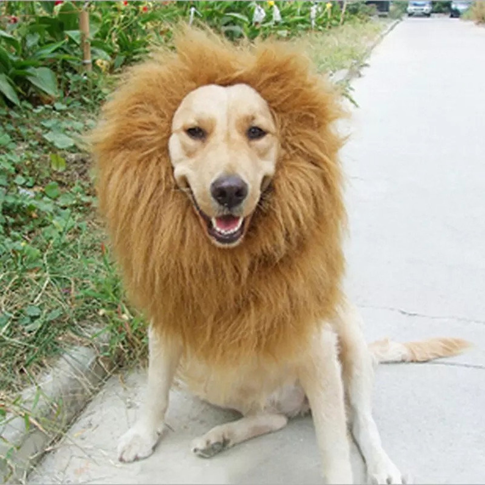 Dog Lion Mane Costume Apparel Clothes Wig Large Dog Party Etsy
