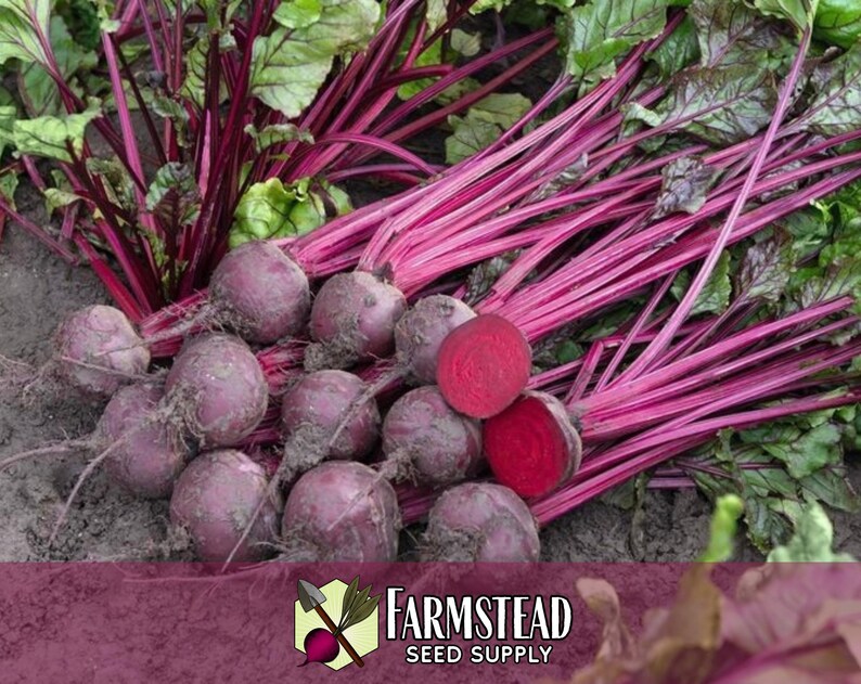 2,300 Beet Seeds (ruby Queen) | Heirloom, Non-gmo, Vegetable Gardening ...