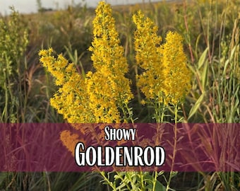 5,700 Showy Goldenrod Seeds | Perennial Wildflower Seeds for Native Pollinator Butterflies & Bee, Flower Gardening, Solidago speciosa