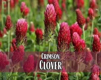 7,900 Crimson Clover Seeds | Wildflower Gardening Pollinator Plant Seed Packet for Bees & Butterflies, Lawn Cover Crop, Trifolium incarnatum