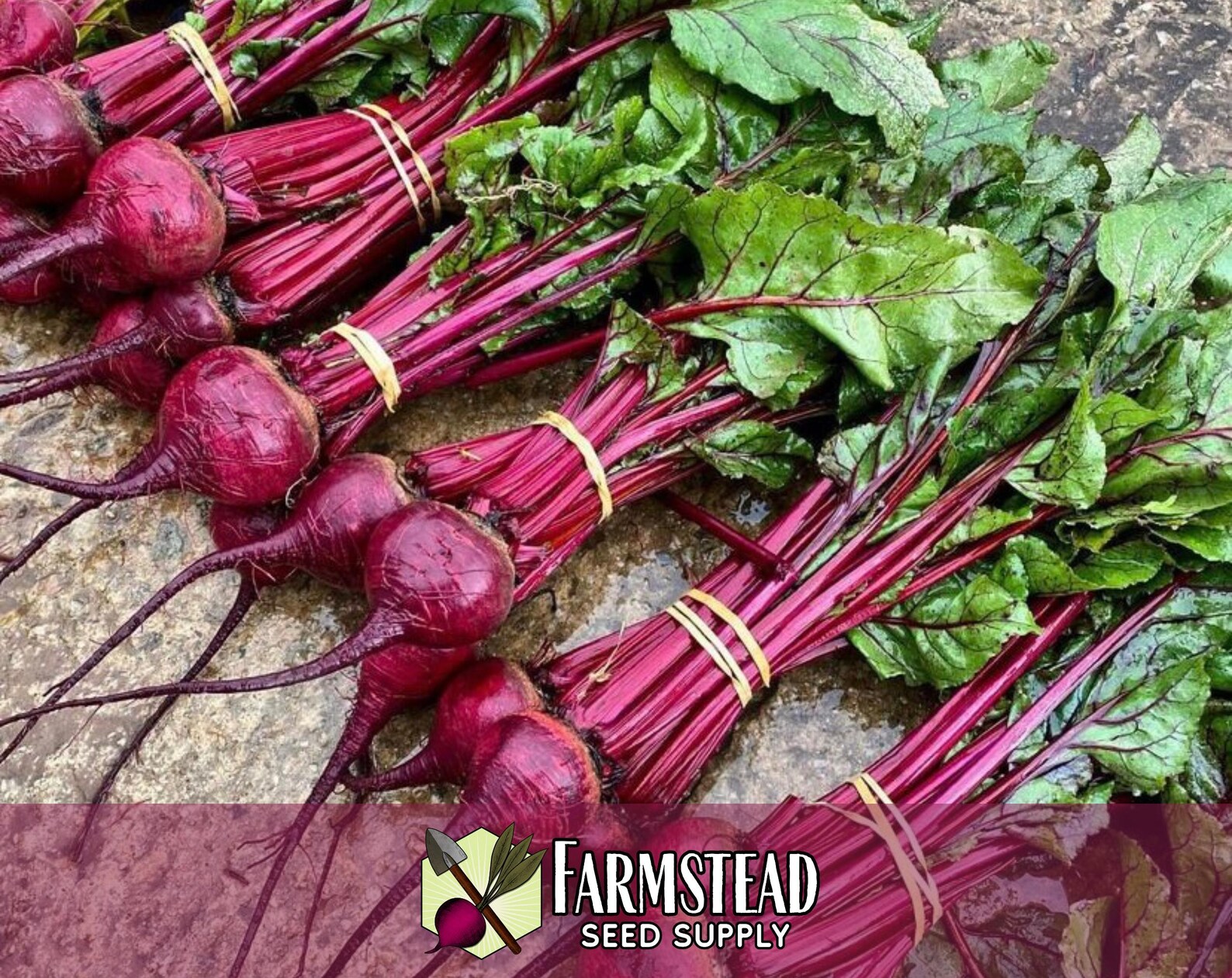 2,300 Beet Seeds (ruby Queen) | Heirloom, Non-gmo, Vegetable Gardening ...