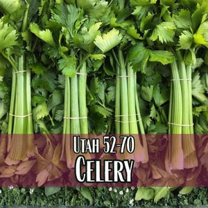 58,800 Celery Seeds (Utah 52-70) | Heirloom, Non-GMO, Vegetable Gardening Seed Packet for Planting Homestead Gardens, Apium graveolens
