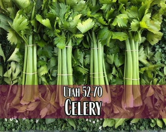 58,800 Celery Seeds (Utah 52-70) | Heirloom, Non-GMO, Vegetable Gardening Seed Packet for Planting Homestead Gardens, Apium graveolens