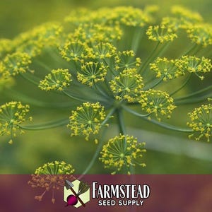13,600 Dill Seeds (Bouquet) | Heirloom, Non-GMO, Herb Seed Packet, Container Gardening, Culinary Herb Garden Plant Seeds, Anethum graveolens image 4