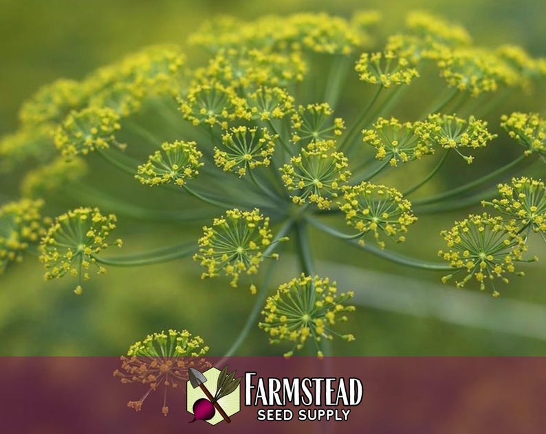 13,600 Dill Seeds (Bouquet) | Heirloom, Non-GMO, Herb Seed Packet, Container Gardening, Culinary Herb Garden Plant Seeds, Anethum graveolens image 4