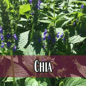 25,500 Chia Seeds | Chia Pet Seed, Sprouting Seeds, Pollinator Flower Gardening for Bees and Butterflies, Salvia hispanica