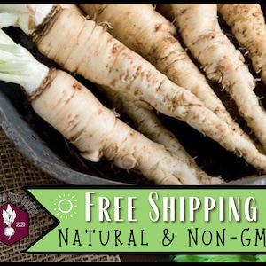 900 Salsify Seeds (Sandwich Island) | Heirloom, Non-GMO, Vegetable Gardening Seed Packet for Gardens, Root Vegetable, Tragopogon porrifolius