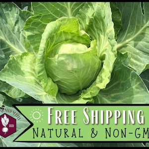 8,000 Cabbage Seeds (Golden Acre) | Heirloom, Non-GMO, Vegetable Gardening Seed Packets for Planting Gardens, brassica oleracea var capitata
