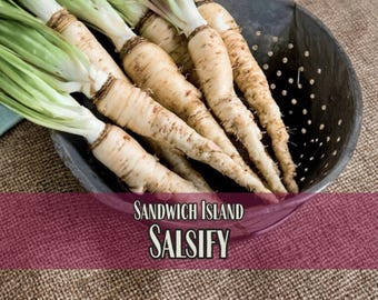 900 Salsify Seeds (Sandwich Island) | Vegetable Gardening Seed Packet for Gardens, Root Vegetable, Heirloom, Non-GMO, Tragopogon porrifolius