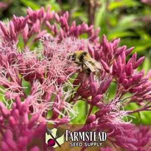 6,600 Spotted Joe Pye Weed Seeds | Native Wildflower Seed for Perennial Flower Gardens, Pollinator Butterflies & Bees, Eutrochium maculatum image 2