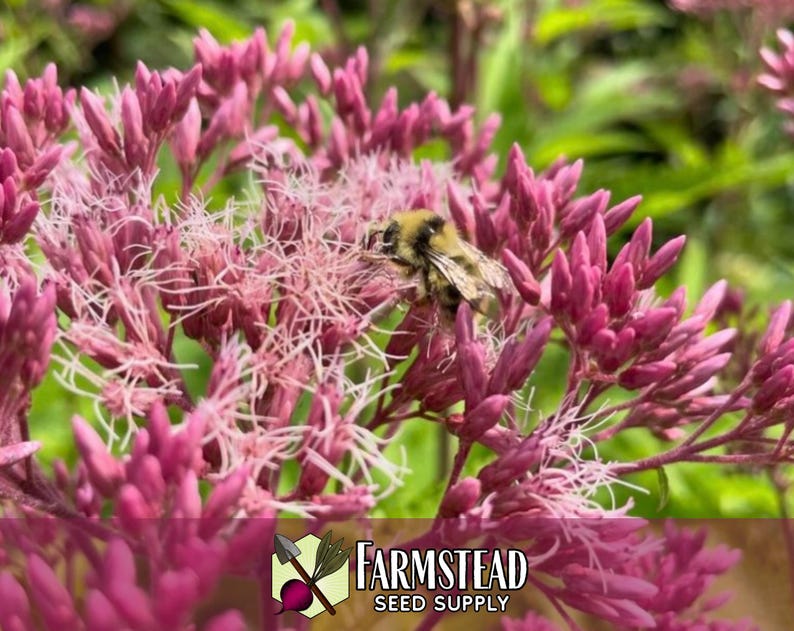 6,600 Spotted Joe Pye Weed Seeds | Native Wildflower Seed for Perennial Flower Gardens, Pollinator Butterflies & Bees, Eutrochium maculatum image 2
