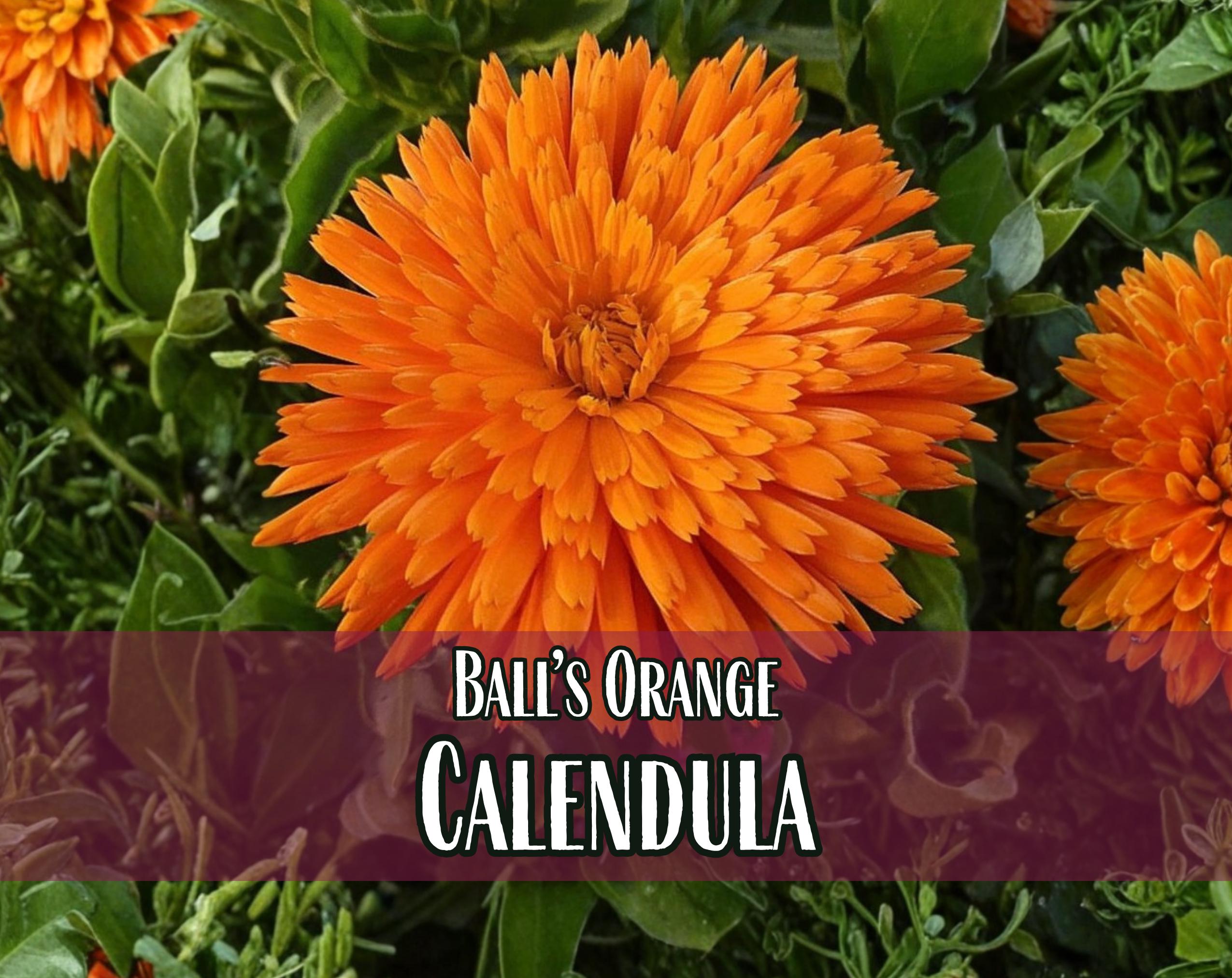 1,600 Orange Calendula Seeds | Non-gmo Annual Flower Garden Seed Packet ...