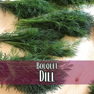 13,600 Dill Seeds (Bouquet) | Heirloom, Non-GMO, Herb Seed Packet, Container Gardening, Culinary Herb Garden Plant Seeds, Anethum graveolens image 1