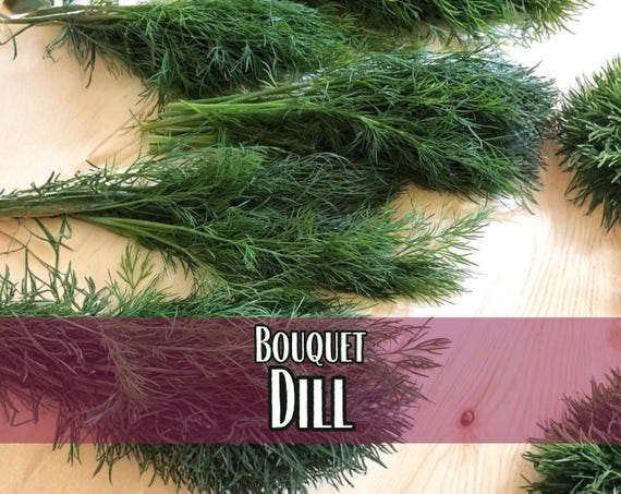13,600 Dill Seeds (Bouquet) | Heirloom, Non-GMO, Herb Seed Packet, Container Gardening, Culinary Herb Garden Plant Seeds, Anethum graveolens