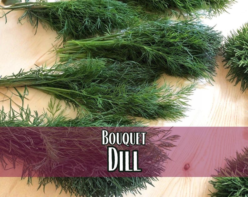 13,600 Dill Seeds (Bouquet) | Heirloom, Non-GMO, Herb Seed Packet, Container Gardening, Culinary Herb Garden Plant Seeds, Anethum graveolens image 1