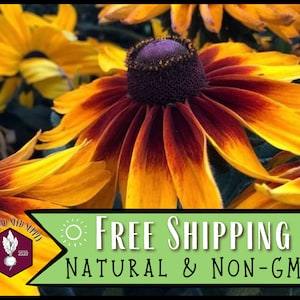 14,700 Gloriosa Daisy Seeds | Wildflower Gardening Plant Seed Packet for Growing Flowers for Pollinator Bees & Butterflies, Rudbeckia hirta