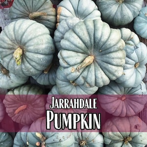 75 Pumpkin Seeds (Jarrahdale) | Rare Heirloom, Non-GMO, Vegetable Gardening Seed Packet for Fall Gardens, Carving Pumpkin, Cucurbita maxima