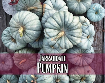 75 graines de citrouille (Jarrahdale) | Héritage rare, sans OGM, paquet de graines de potager pour jardins d'automne, citrouille à sculpter, Cucurbita maxima