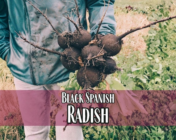 Is Black Earth Good for Vegetable Gardens? Gardener'S Take