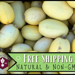 125 Spaghetti Squash Seeds | Heirloom, Non-GMO, Vegetable Garden Seed Packet, Fall Gardening, Homesteading Gardens, Cucurbita pepo
