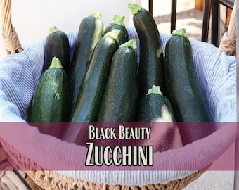 175 Zucchini Seeds (Black Beauty) | Vegetable Gardening, Seed Packet for Planting & Growing Summer Garden, Cucurbita pepo