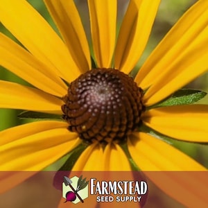 50,000 Black Eyed Susan Seeds | Native Wildflower Gardening Plant Seed for Flower Gardens, Pollinator Bees & Butterflies, Rudbeckia hirta image 3