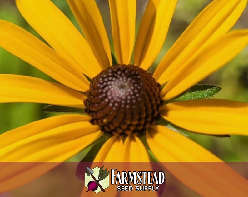 50,000 Black Eyed Susan Seeds | Native Wildflower Gardening Plant Seed for Flower Gardens, Pollinator Bees & Butterflies, Rudbeckia hirta image 3