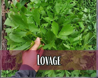 3,700 Lovage Seeds | Perennial Herb Seed Packet, Vegetable Gardening, Levisticum officinale