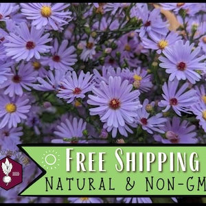 11,250 Smooth Blue Aster Seeds | Native Wildflower Gardening Plant Seed for Flower Gardens & Pollinator Butterflies, Symphyotrichum laeve